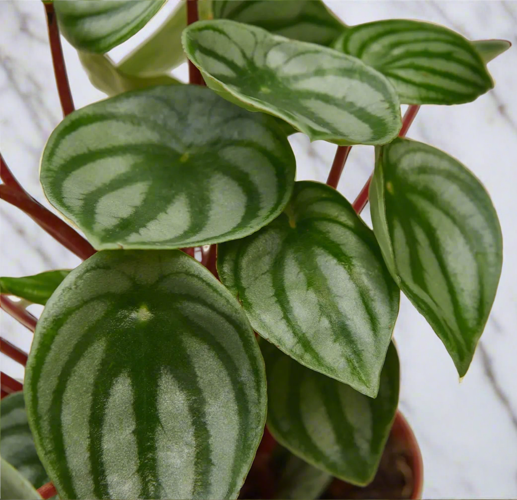 Peperomia Watermelon 4-inch