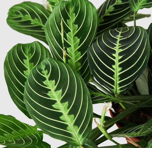 Maranta Lemon Lime