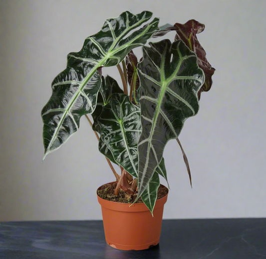 Alocasia African Mask