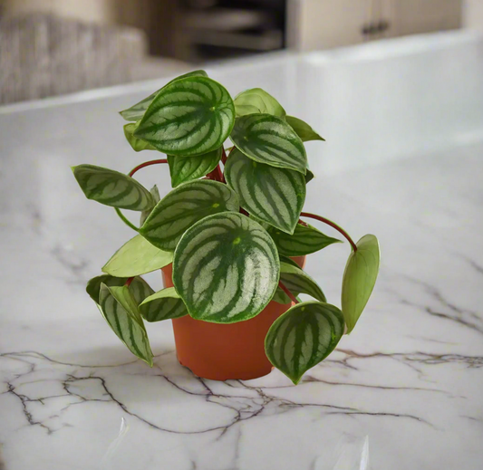 Peperomia Watermelon 4-inch