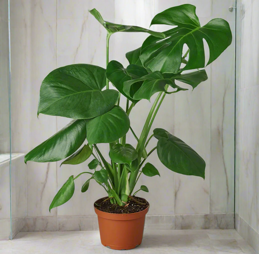 Monstera Deliciosa Live Plant, 6-Inch